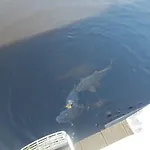 Πλωτό κατάλυμα Flottant Sur Et *