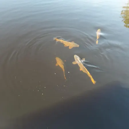 Flottant Sur Et * Mios