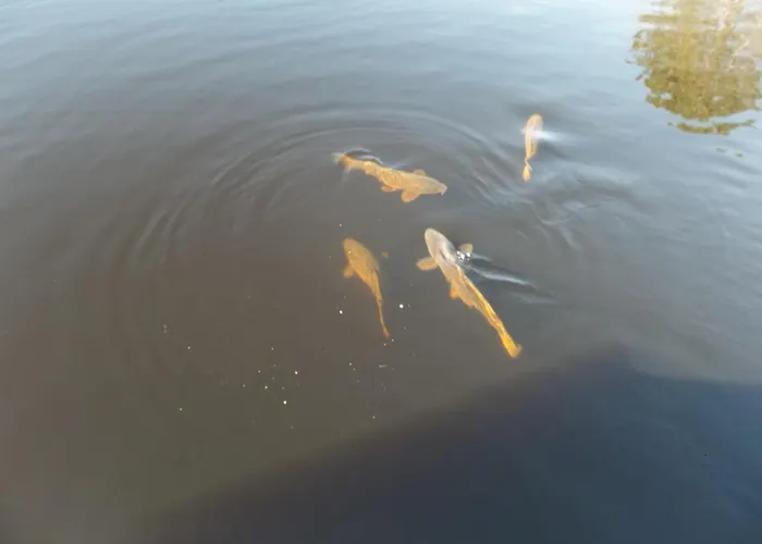 Flottant Sur Et * Mios